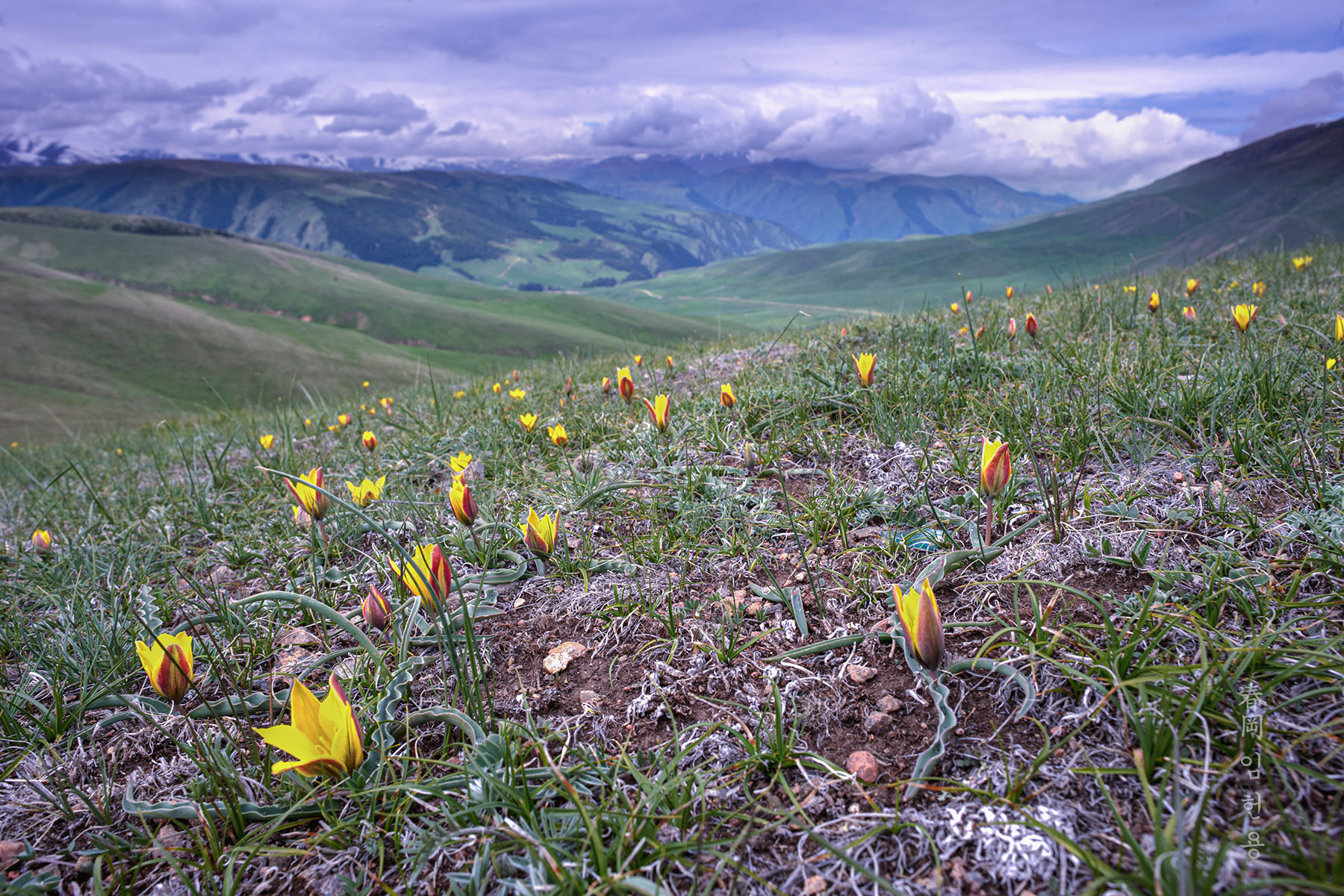 kazak_7602_1.jpg