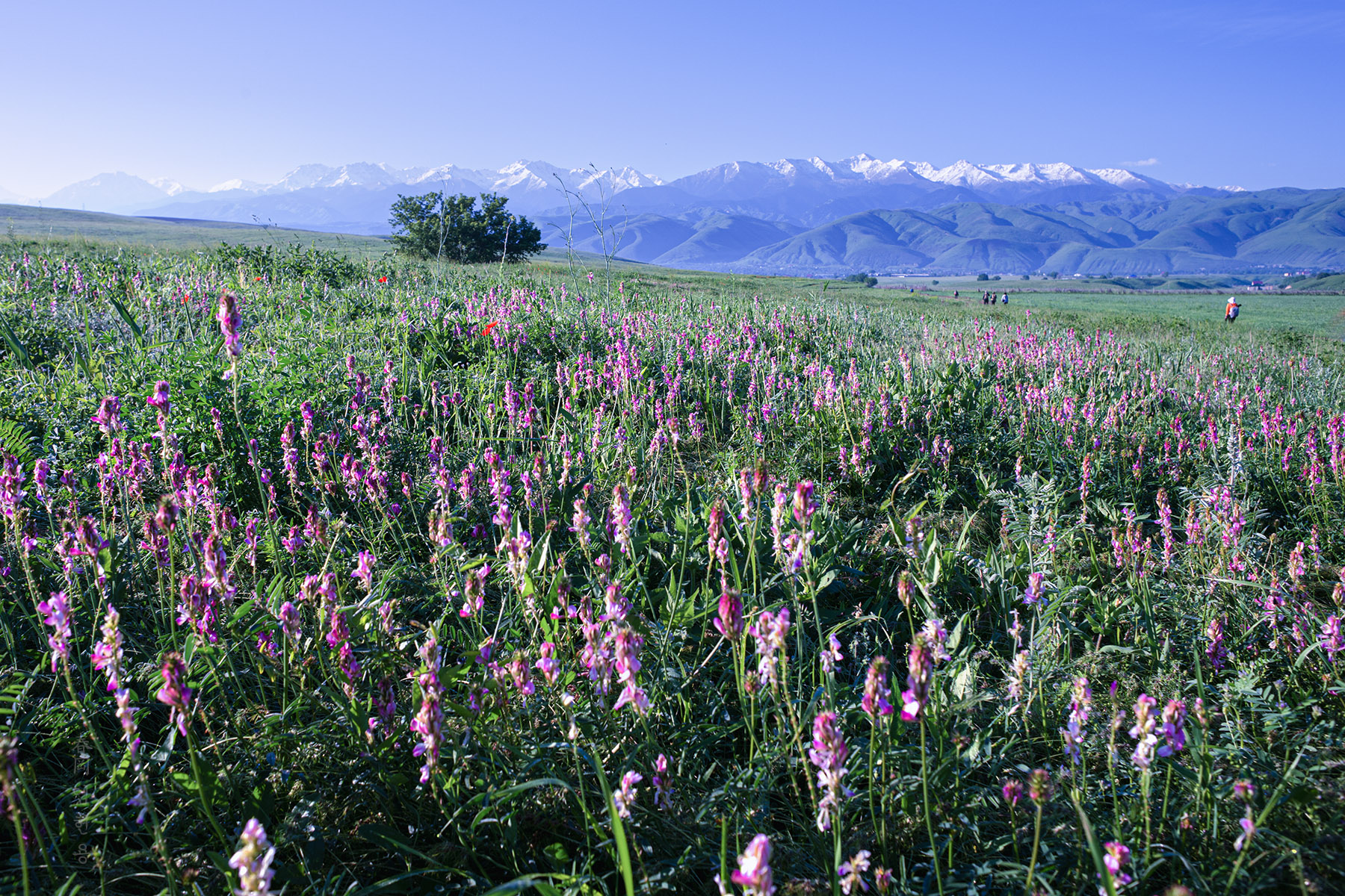 kazak_3740_1.jpg