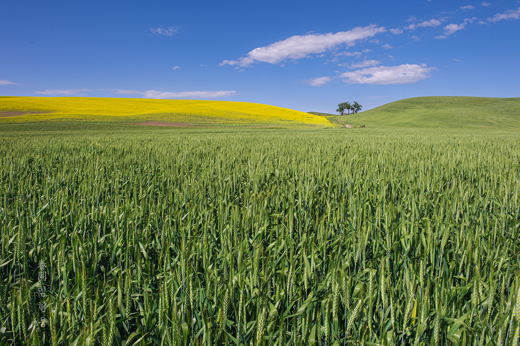 palouse_2228_1.jpg