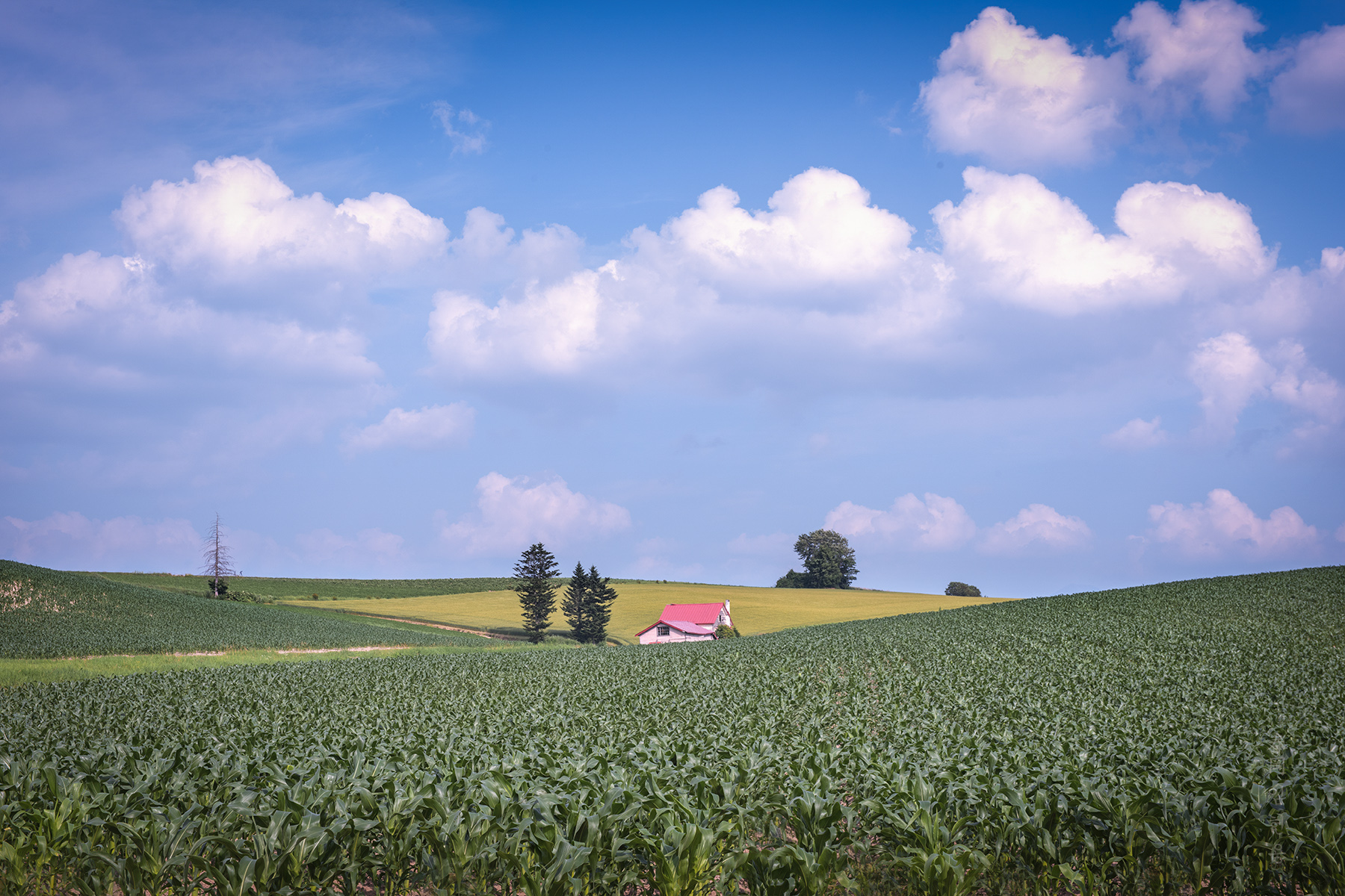 redhouse_0972_1.jpg